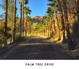 Palm Tree Drive