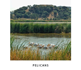 Pelicans